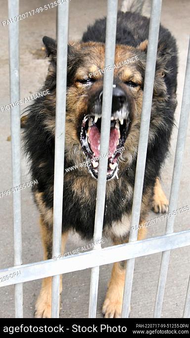 14 July 2022, Saxony, Leipzig: At the Leipzig animal shelter, the 5-year-old Old German shepherd mix ""Toni"" from Romania barks at visitors