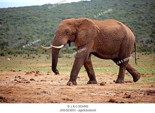 African Elephant, (Loxodonta africana), adult walking searching for food, Addo Elephant Nationalpark, Eastern Cape, South Africa, Africa