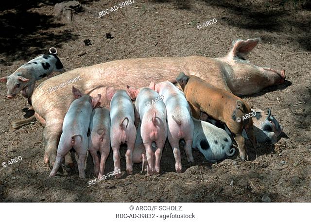 Domestic Pigs sow nursing piglets Majorca Balearic Islands Spain