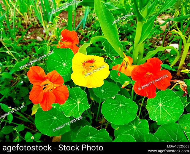 Red and yellow nasturtiums in the garden