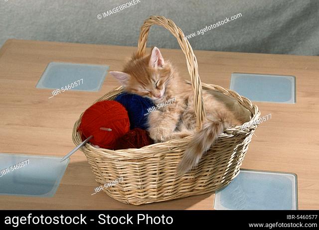 Norwegian Forest Cat, kitten, in basket with ball of wool