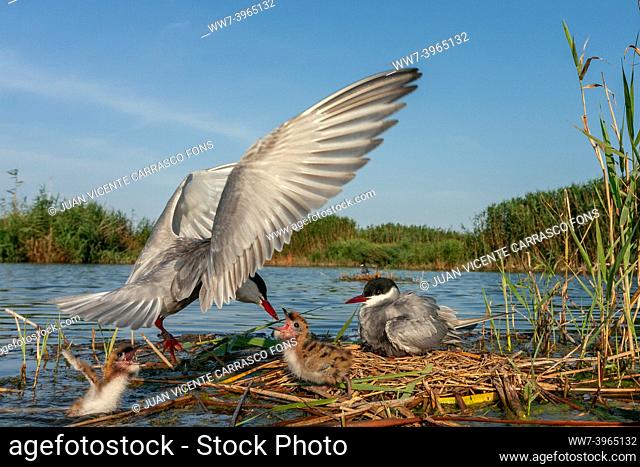 Whiskered tern, Chlidonias hybrida, in nest with chicks