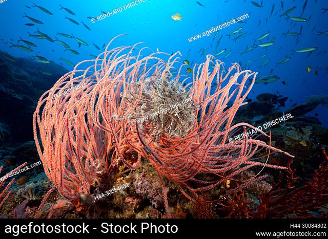 Whip Coral in Coral Reef, Ellisella ceratophyta, Tufi, Solomon Sea, Papua New Guinea