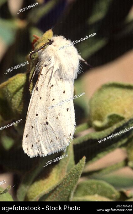 White ermine (Spilosoma lubricipeda) is a moth native to Eurasia