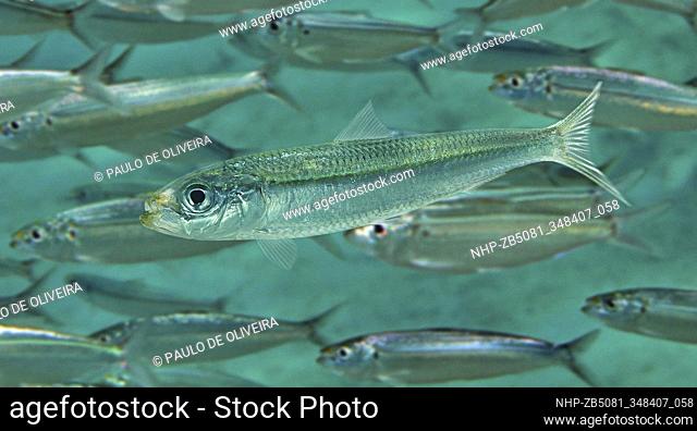 Round sardinella, Sardinella aurita, and shoal. Schools in coastal waters from inshore to edge of continental shelf. Schools in coastal waters from inshore to...