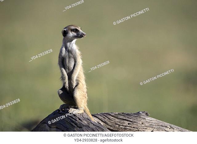 Suricate (Suricata suricatta), on a wooden log watching. Always alert to the possible attack of a predator. While watching the rest of the group is dedicated to...
