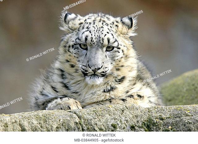 Rock, snow-leopard, Unica university-about, sits, vigilance, portrait, series, wildlife, animal, game-animal, mammal, carnivore, predatory cat, Irbis