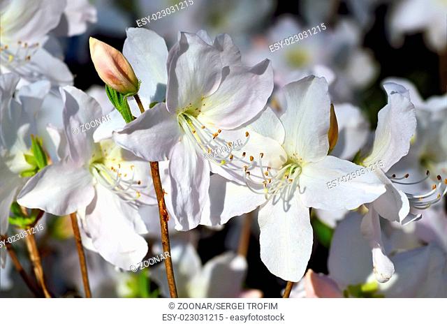 Beautiful flower rhododendron closeup