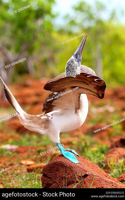 Male Blue-footed Booby displaying (Sula nebouxii) on North Seymour Island, Galapagos National Park, Ecuador