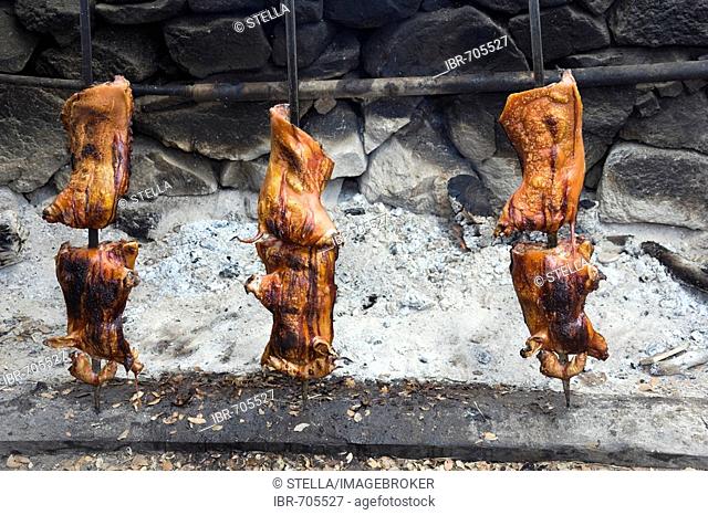 Three suckling pigs on spits roasted over an open fire, Sardinian speciality, Sardinia, Italy