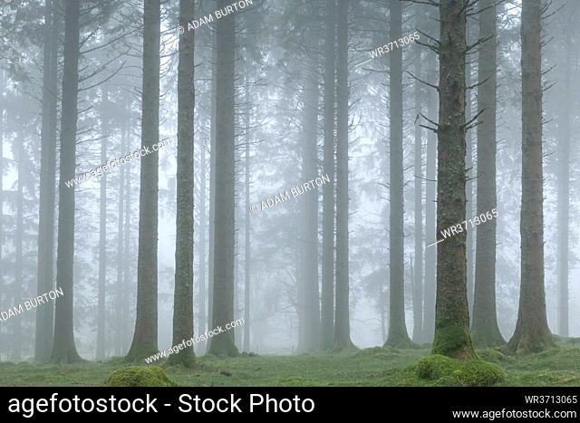 Foggy winter morning in a conifer woodland near Fernworthy Reservoir, Dartmoor, Devon, England, United Kingdom, Europe