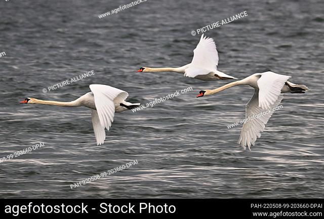 08 May 2022, Bavaria, Schondorf: Swans fly over the cloudy Ammersee. Photo: Karl-Josef Hildenbrand/dpa. - Schondorf/Bavaria/Germany