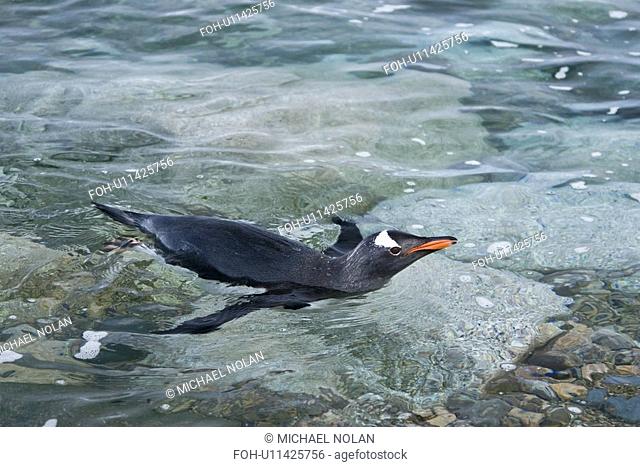 Adult gentoo penguin Pygoscelis papua swimming and on small growlers in Neko Harbour in Andvord Bay, Antarctica. There are an estimated 80