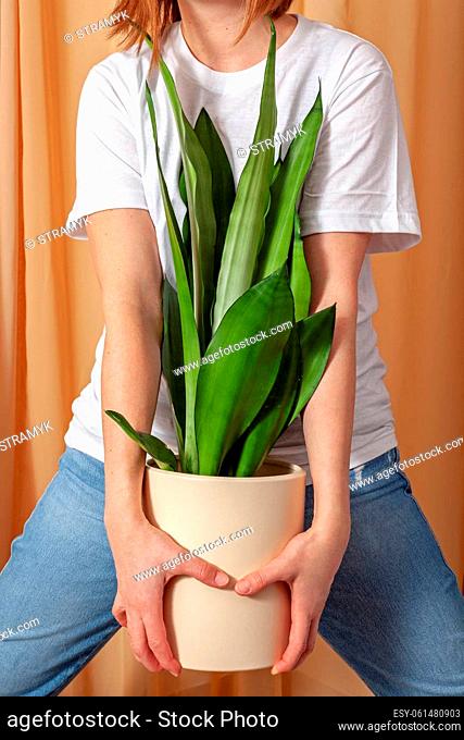 Unrecognizable florist woman holding a pot with Sansevieria moonshine plant on a fabric curtains background