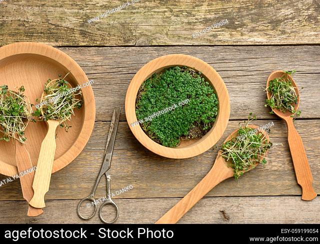 green sprouts of chia, arugula and mustard in a wooden spoon on a gray background from old gray boards, top view. Useful supplement for food containing vitamins...