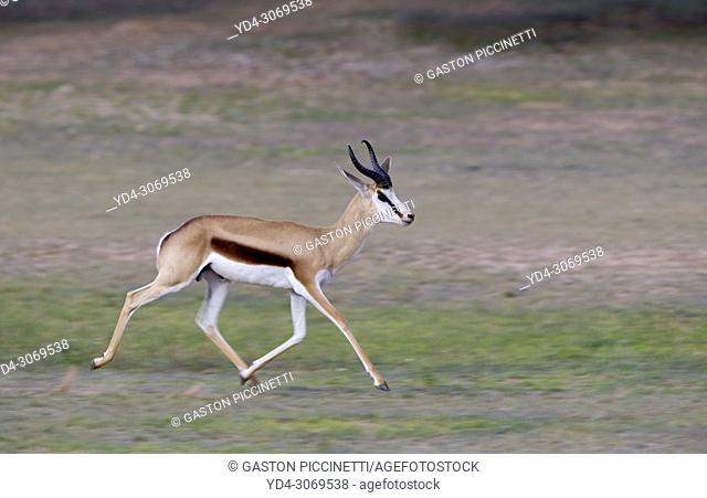 Springbok (Antidorcas marsupialis) -Male, Kgalagadi Transfrontier Park, Kalahari desert, South Africa/Botswana