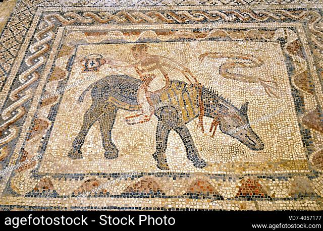 Volubilis, Berber and Roman city (from 3th century BC to 11th century AC), World Heritage Site. House of Athlete or Desultor, mosaic of acrobat riding a donkey