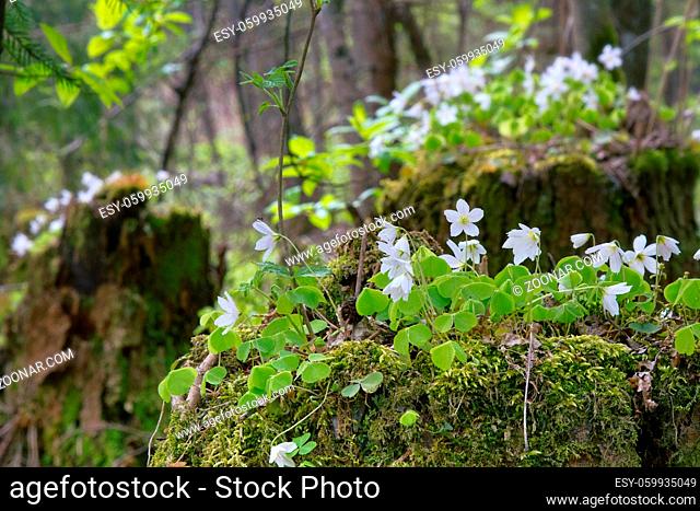 Shamrock (Oxalis acetosella) on beautiful mossy stumps. Natural flowerbed. Plant of Europe and Asia shady dark coniferous forests
