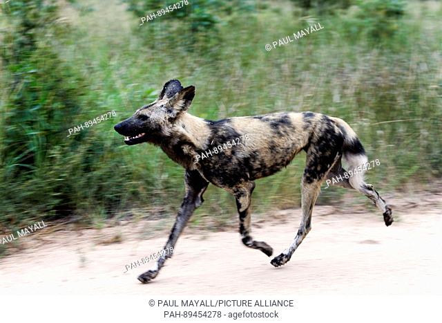 African Wild Dog running, (Lycaon pictus), Kruger National Park, South Africa | usage worldwide. - /South Africa/South Africa
