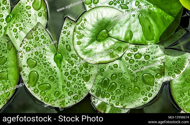 drops of water on green lily pad