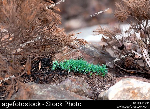 This green plant stands out among the burnt vegetation on the mountain plateau