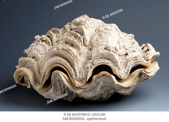Maxima clam shell (Tridacna maxima), Veneroida.  Private Collection