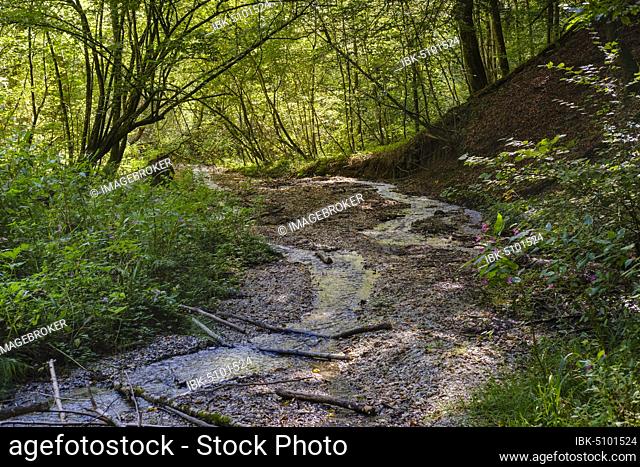 Brook in the nature reserve Innleite, near Marktl am Inn, Upper Bavaria, Bavaria, Germany, Europe