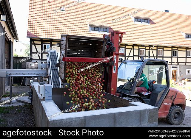 20 September 2023, Saxony, Possendorf: Dominic Sonntag dumps a basket of apples into a catch basin on the farm of the Sonntag organic wine press