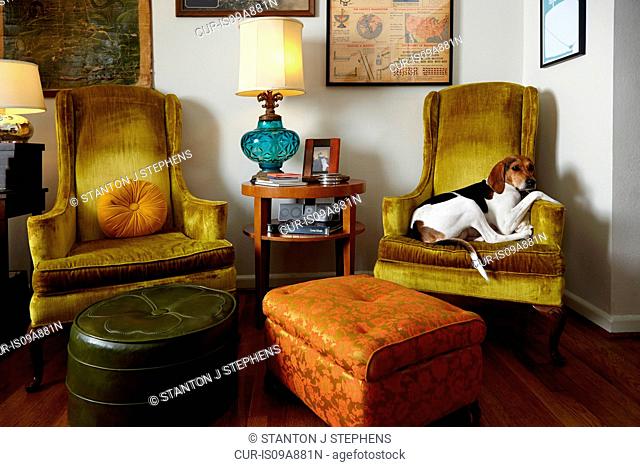 Pet dog relaxing in armchair in living room