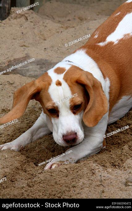 Grabender Beagle