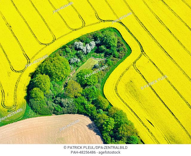 Aerial view of a field of blossoming canola in Muencheberg, Germany, 29 April 2014. Photo: Patrick Pleul/ZB | usage worldwide