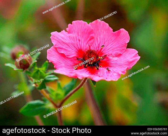 Closeup of a lovely pink cinquefoil flower and bud, Potentilla nepalensis Miss Willmott, in a garden