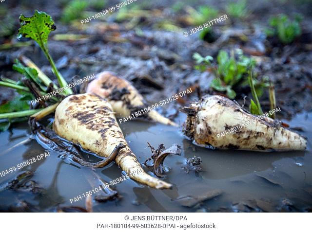 Sugar beets lie in small ponds on the not fully harvested floor in Kaeselow, Germany, 4 January 2018. The farmland is not accessible for trucks after intense...