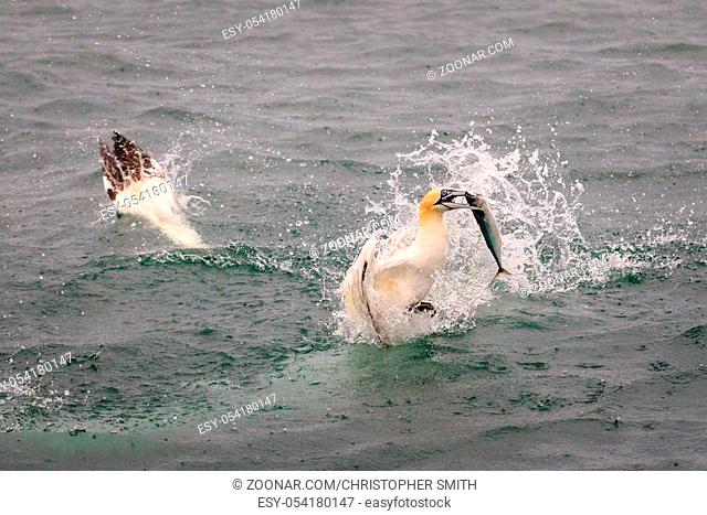 Gannets diving for fish in the ocean