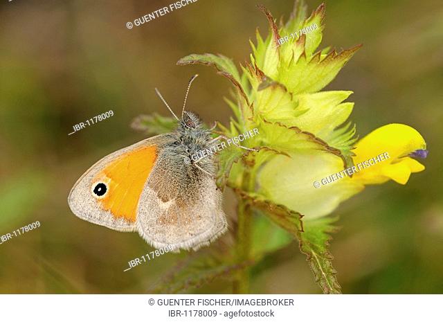 Small Heath (Coenonympha spec.)