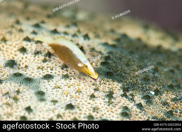 A Sea Star Shrimp, Periclimenes soror, on the surface of a Pin-Cushion Sea Star, Culcita novaeguineae, Taliabu Island, Sula Islands, Indonesia