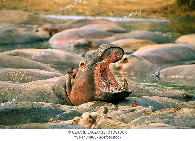 HIPPOPOTAMUS hippopotamus amphibius, MALE YAWNING, VIRUNGA PARK, CONGO