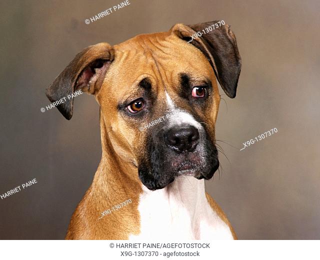 Boxer: breed of dog