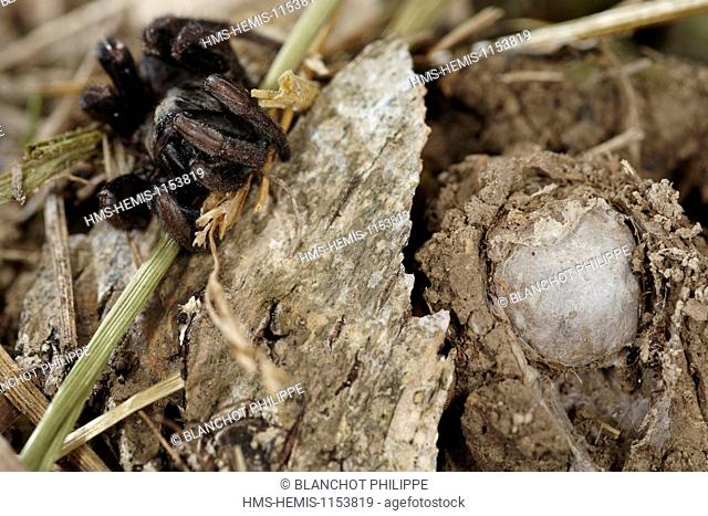 France, Corsica, Araneae, Mygalomorphae, Ctenizidae, Trapdoor spider (Cteniza sauvagesi), female out of its burrow with a lid