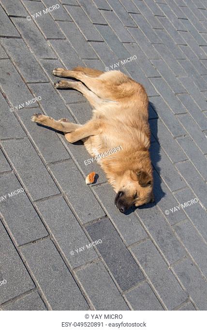 Homeless stray dogis in the street as lonely concept