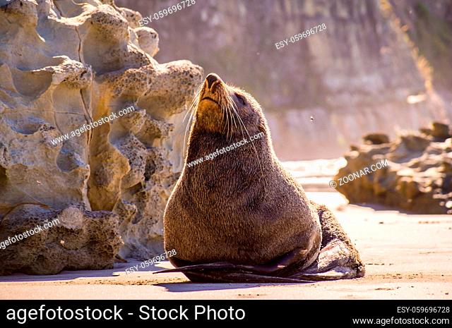Seal on beach enjoying the sun in New Zealand