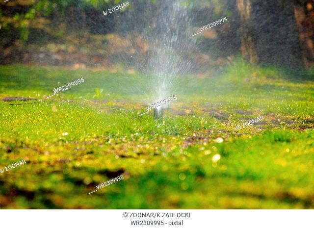Gardening. Lawn sprinkler spraying water over grass