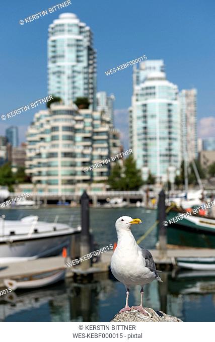 Canada, British Columbia, Vancouver, seagull in front of district Yaletown