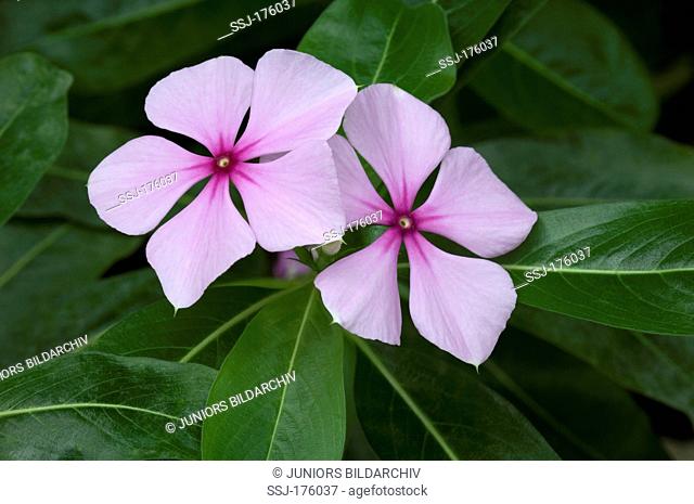 Madagascar Periwinkle, Rosy Periwinkle (Catharanthus roseus), flowers