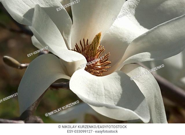 Yulan magnolia (Magnolia denudata). Called Lilytree also. Another scientific name is Yulania denudata