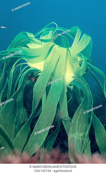 Seaweed (Laminaria ochroleuca). Galicia. Spain