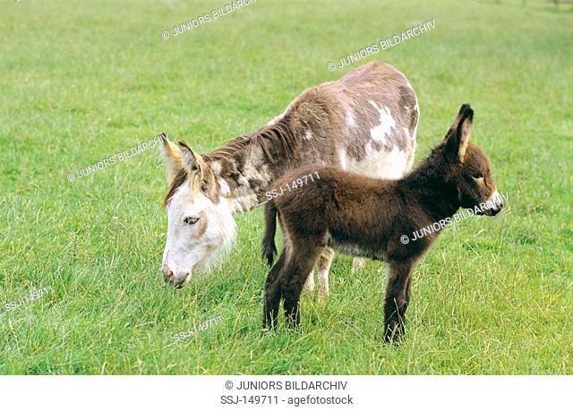 dwarf donkey and foal restrictions: Tierratgebebücher, Kalender / animal guidebooks, calendars