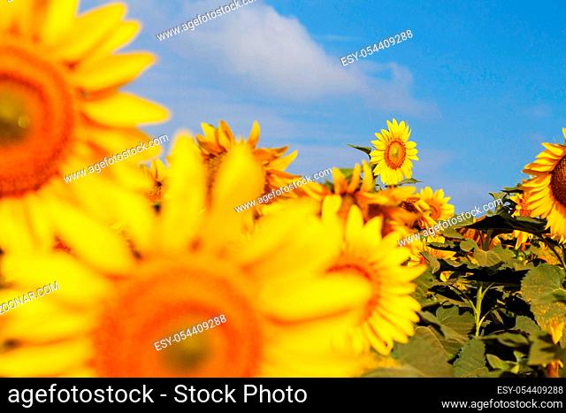 Sunflower in garden with blue sky