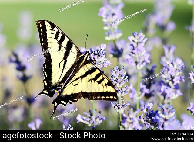 A yellow swallowtail is gathering pollen from lavender flowers in north Idaho