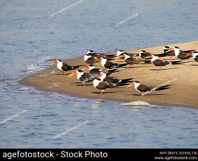 Indian Skimmer - flock on sandbank Rynchops albicollis Rajasthan, India BI032033